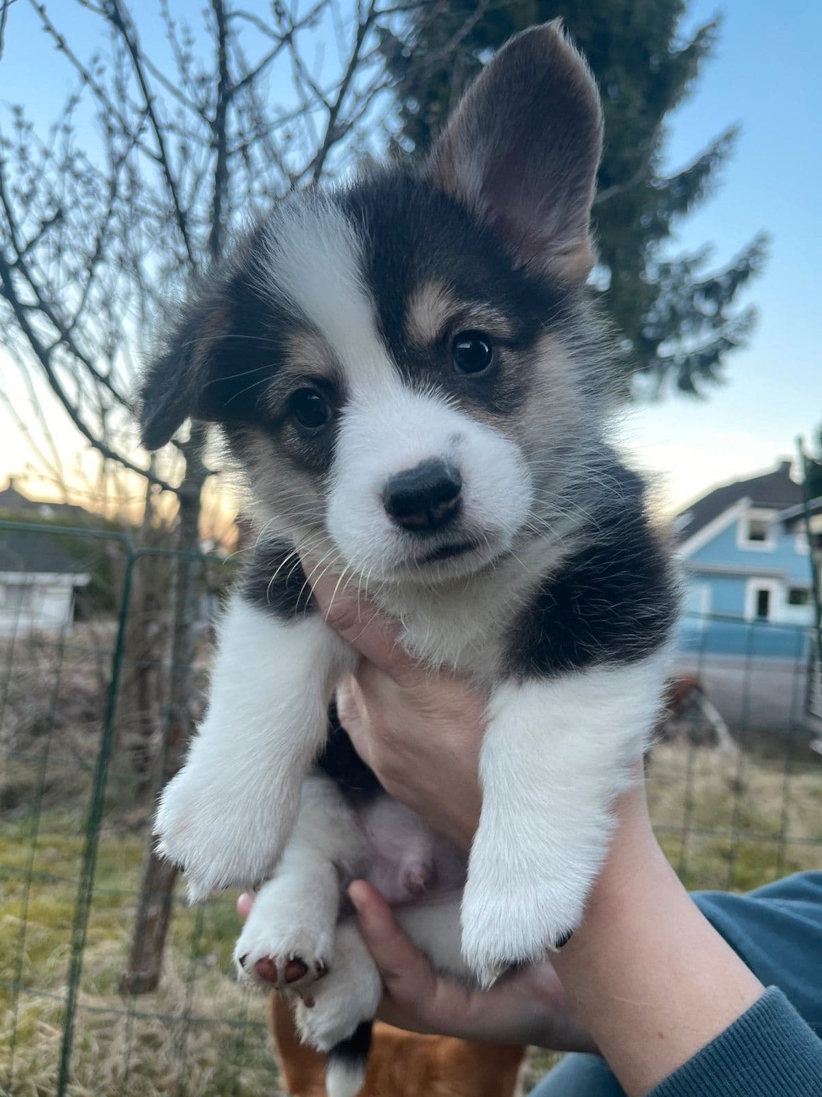 Welsh corgi pembroke - hannvalp til salgs