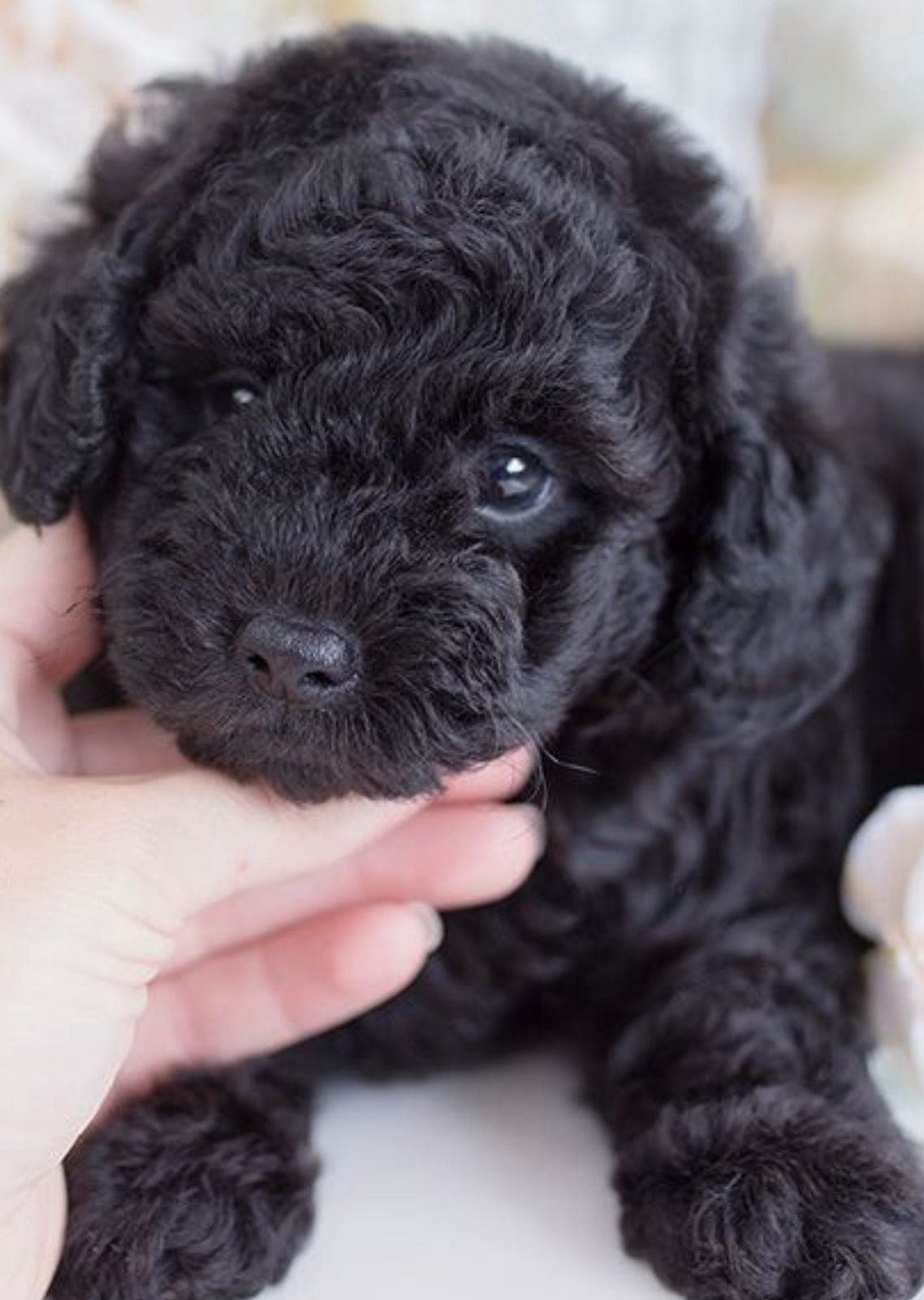 Kennel Vestlandspote- dvergpuddel- NYTT kull 🐾