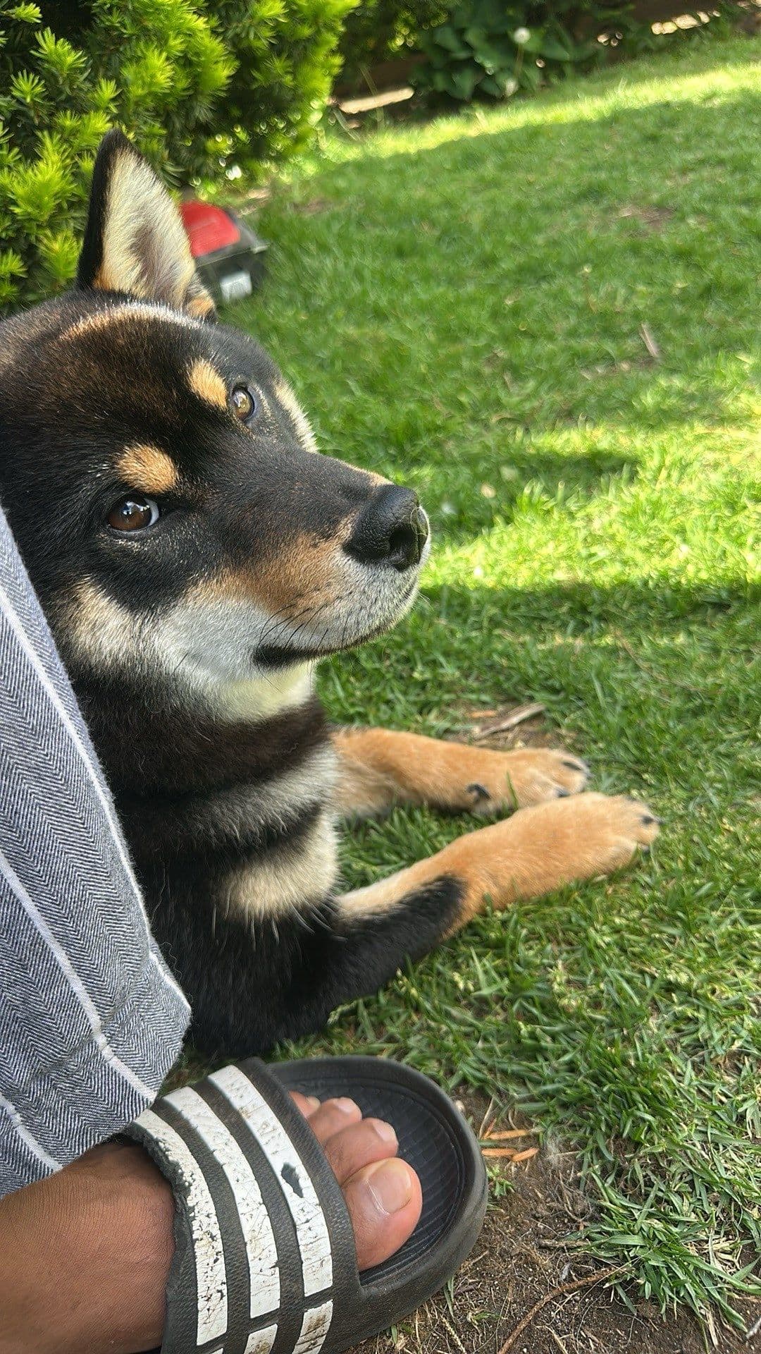 Shiba Inu-hann til salgs