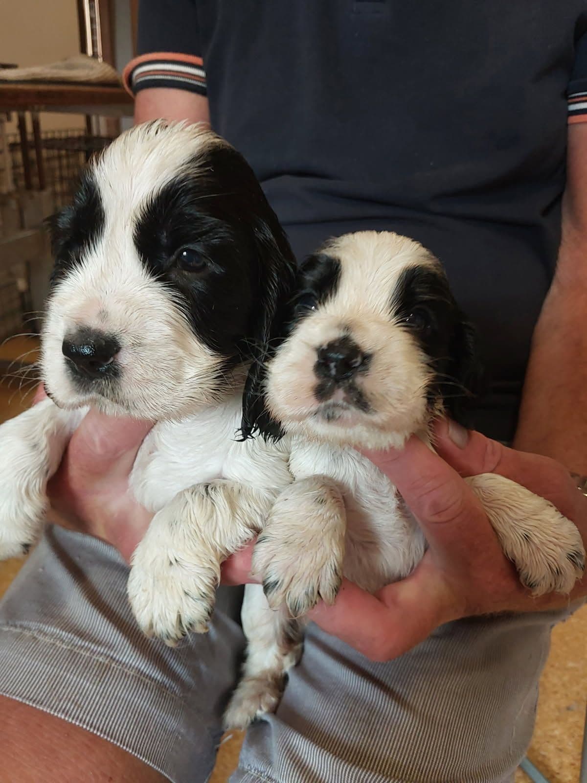 Cocker spaniel valper