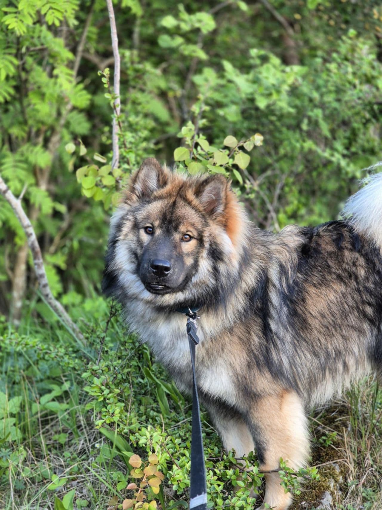 Eurasier gutt 10 mnd