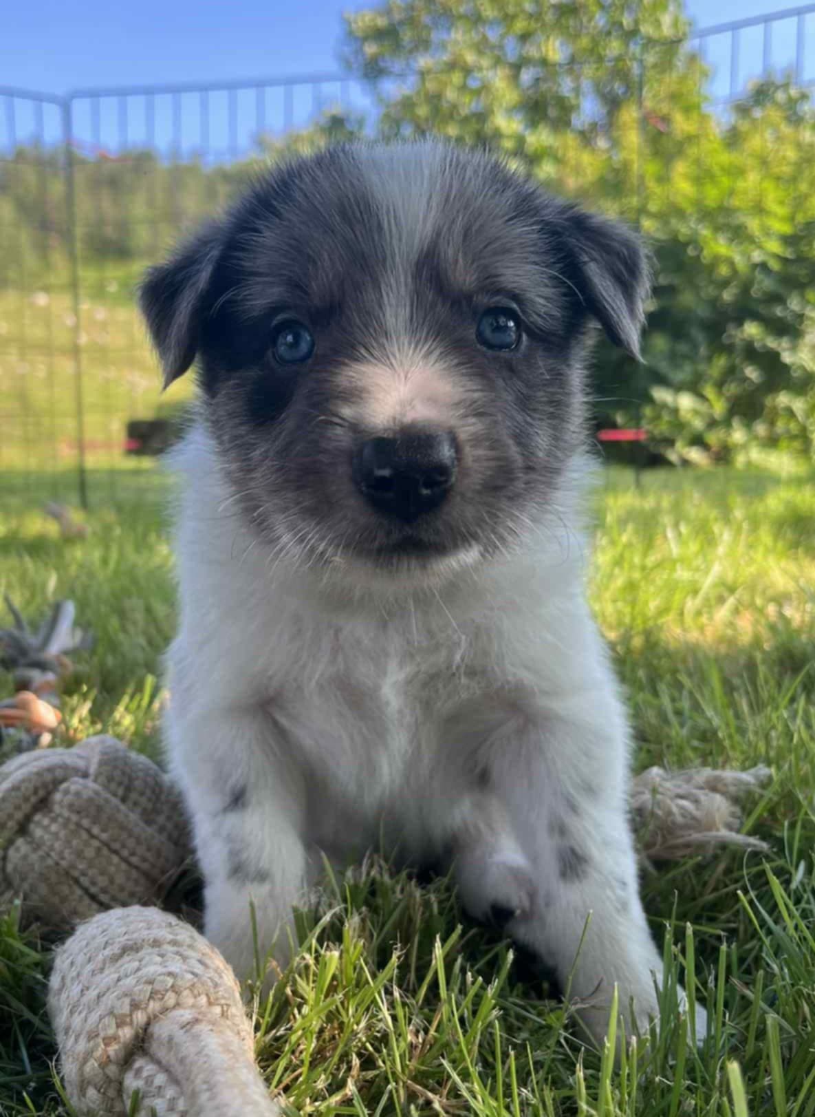 Border Collie valper