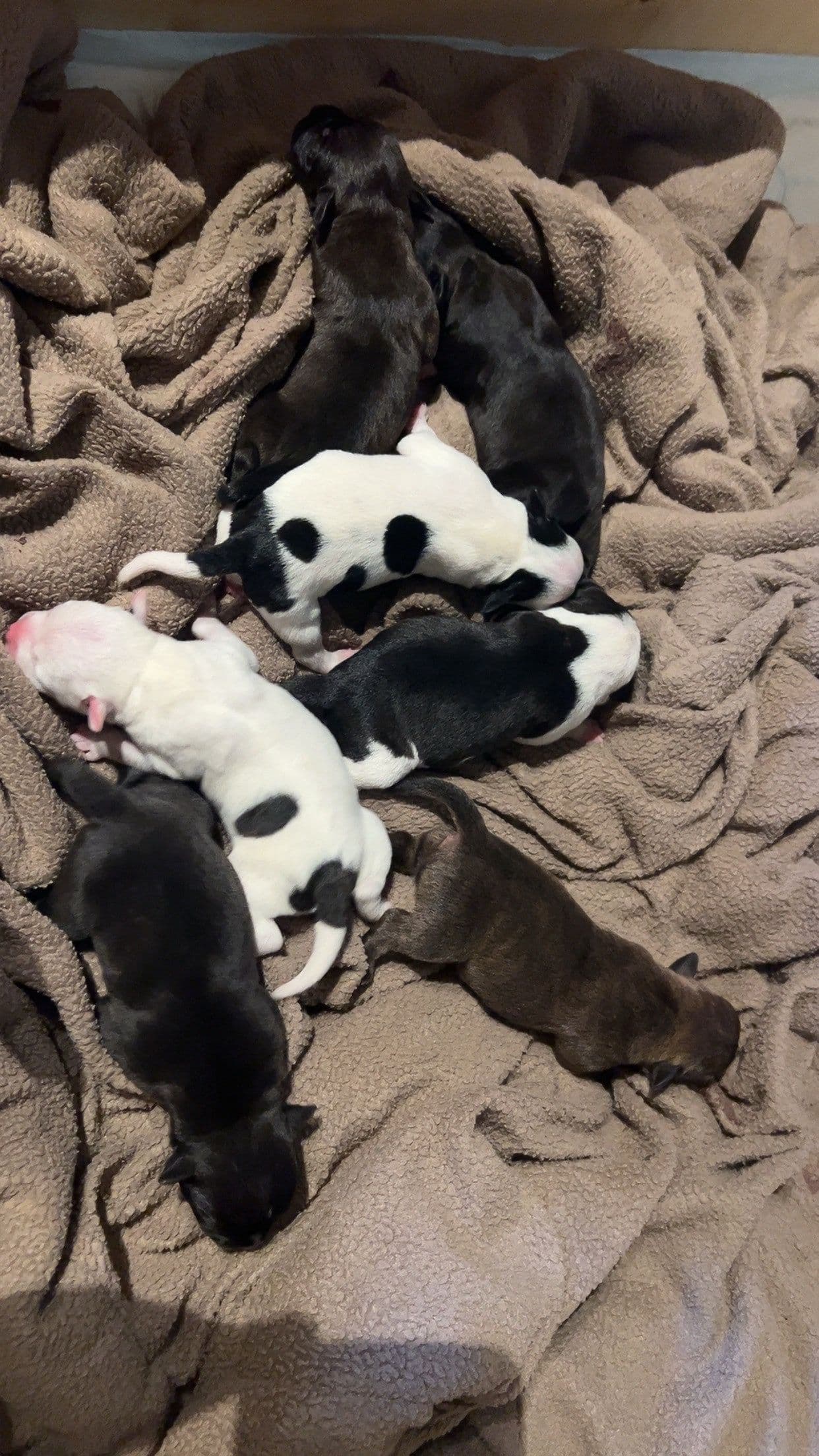 Staffordshire bull terrier valper