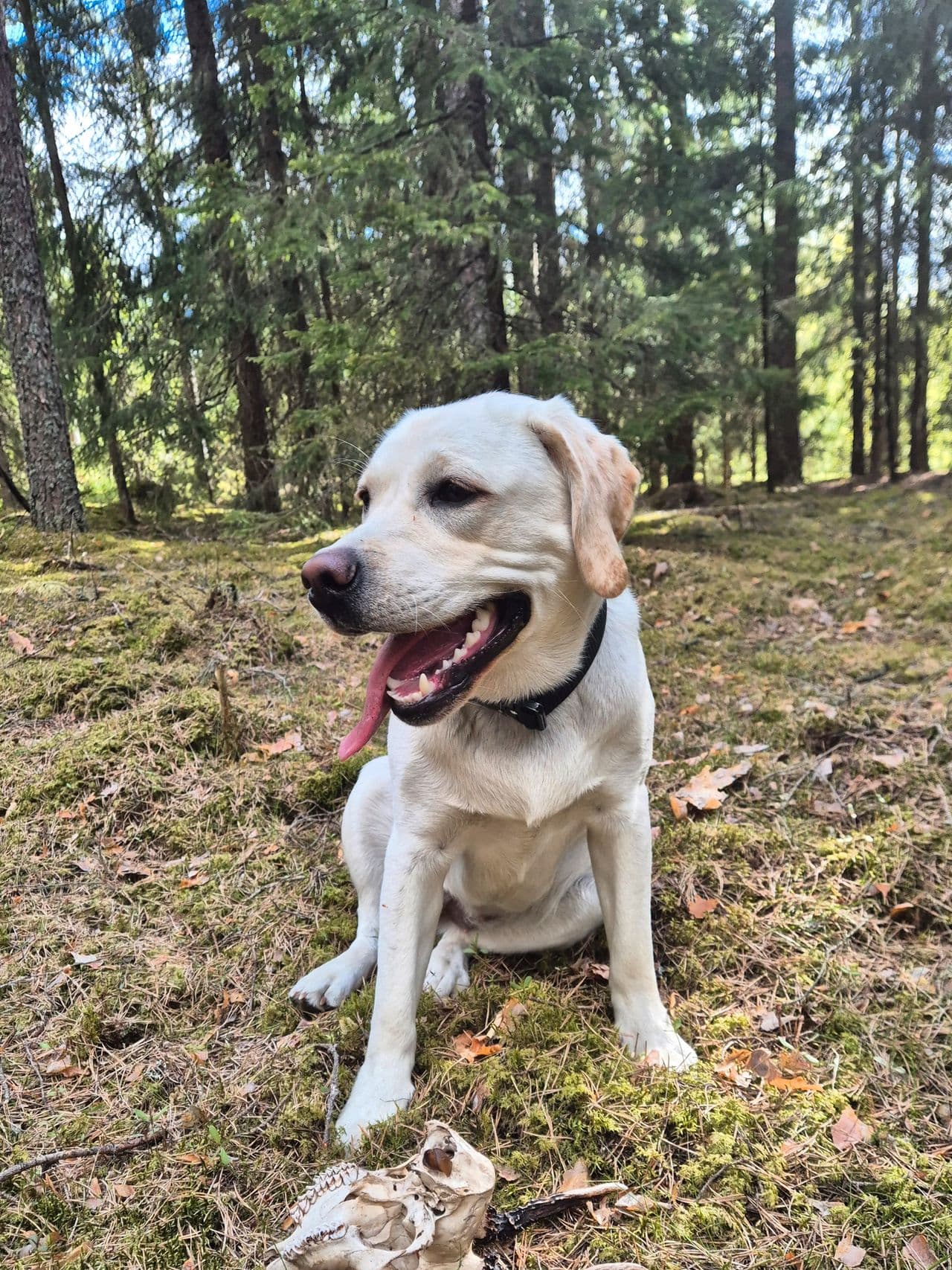 Labrador retriever jente RESERVATION
