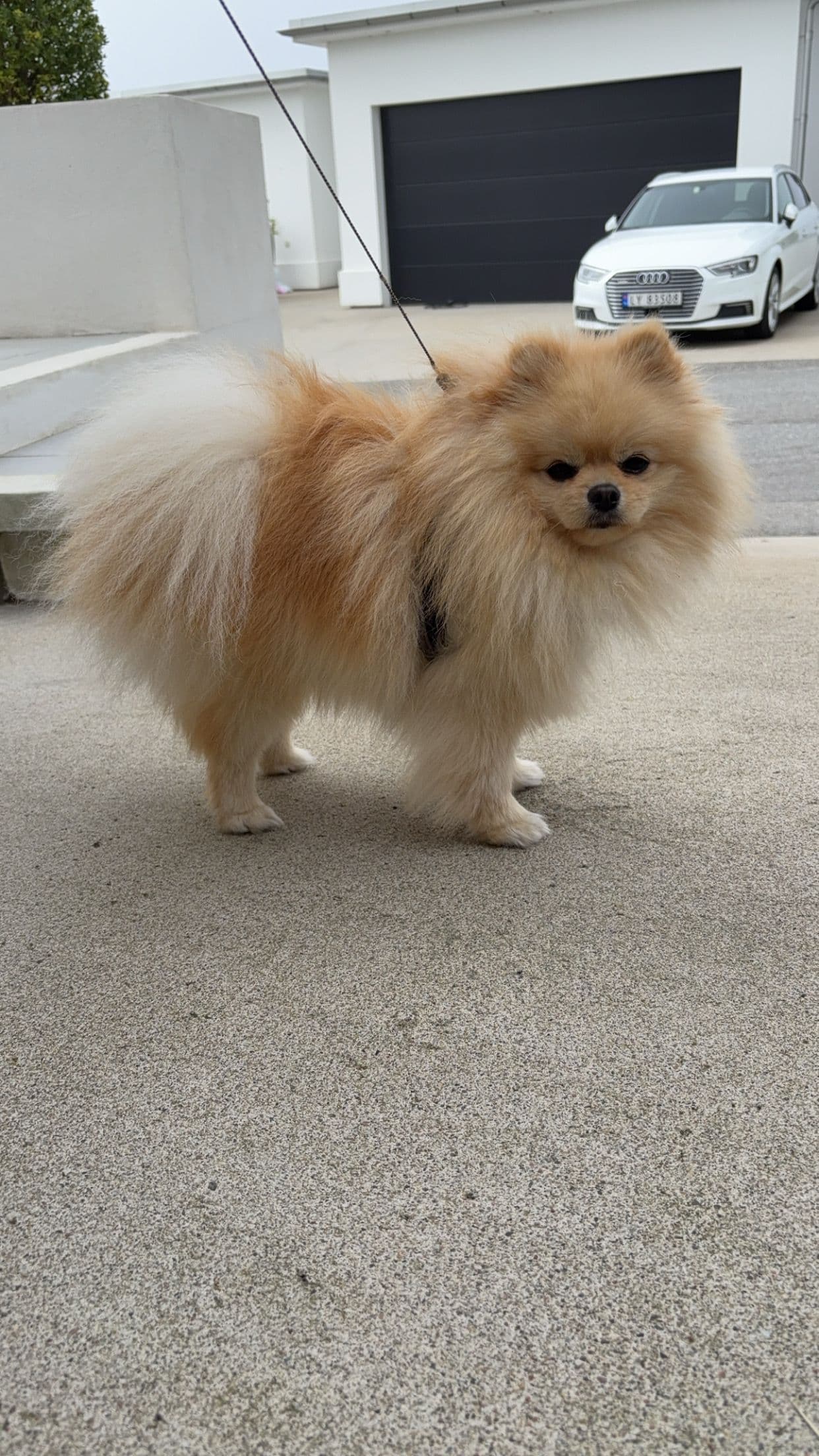 Louis 2 år gammel Pomeranian selges for 5000 kr til rett hjem.