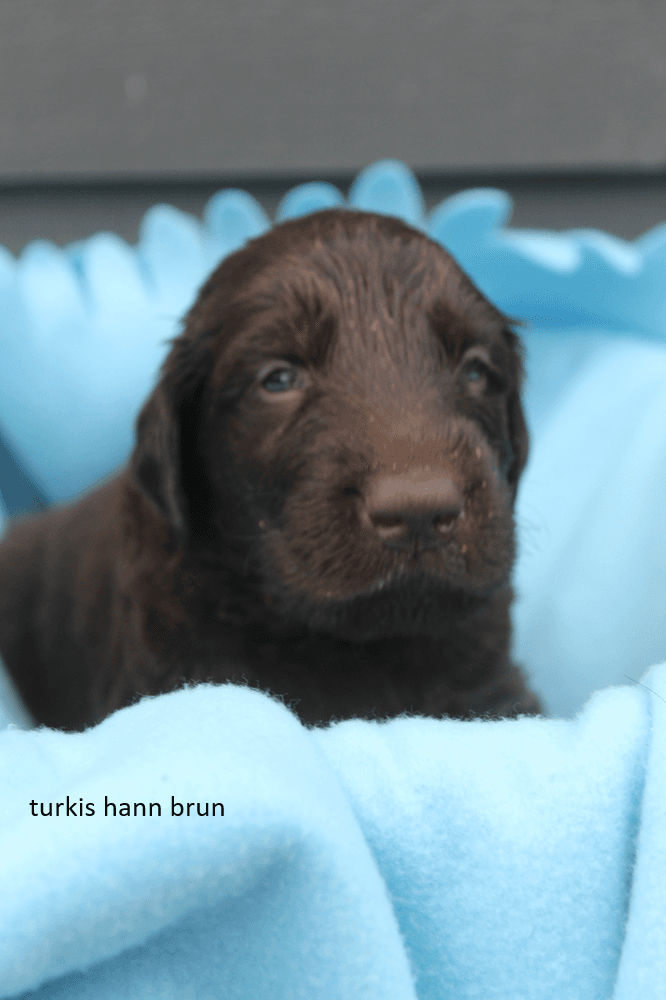 Flatcoated Retriever Brune hann valper  ledige født 4 august🖤🤎