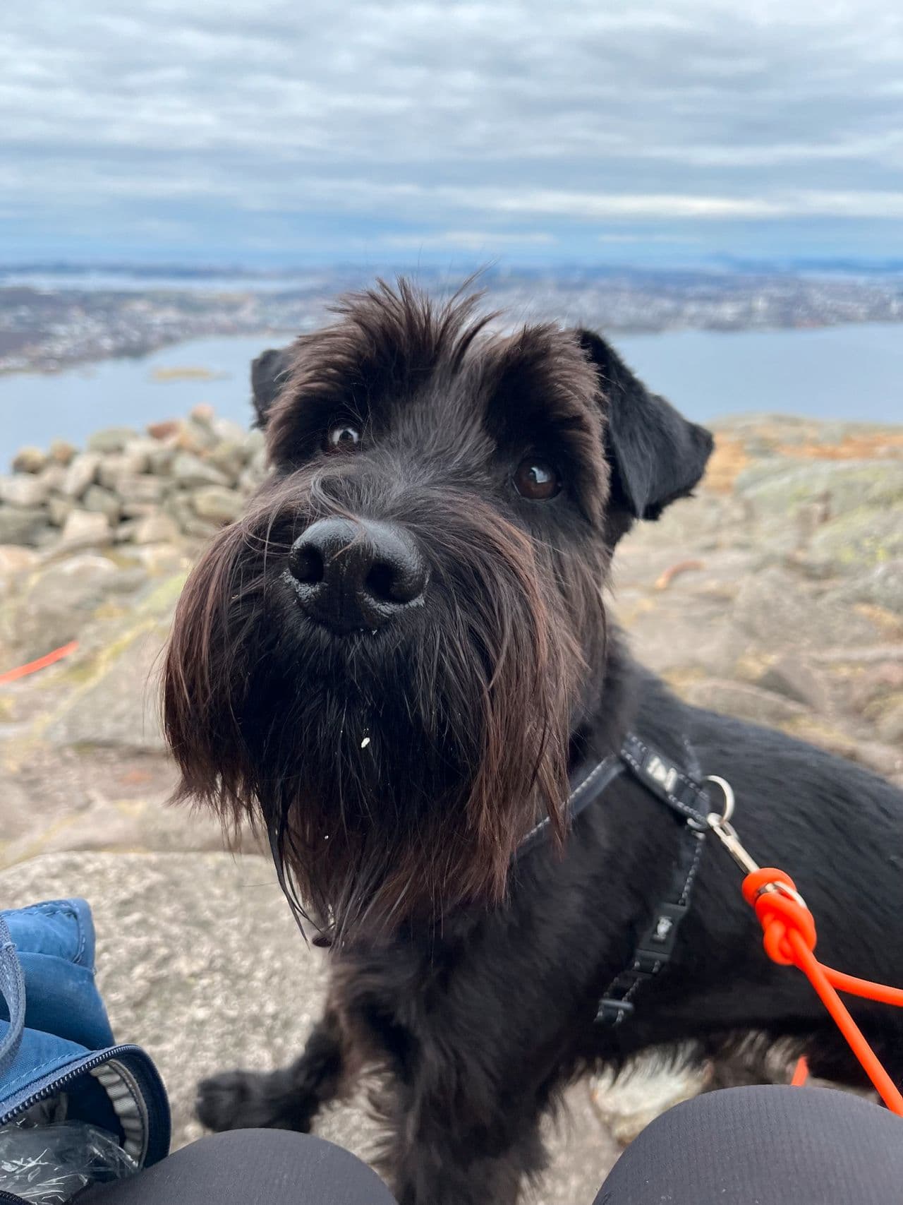 Treningsglad Schnauzer vurderes omplassert