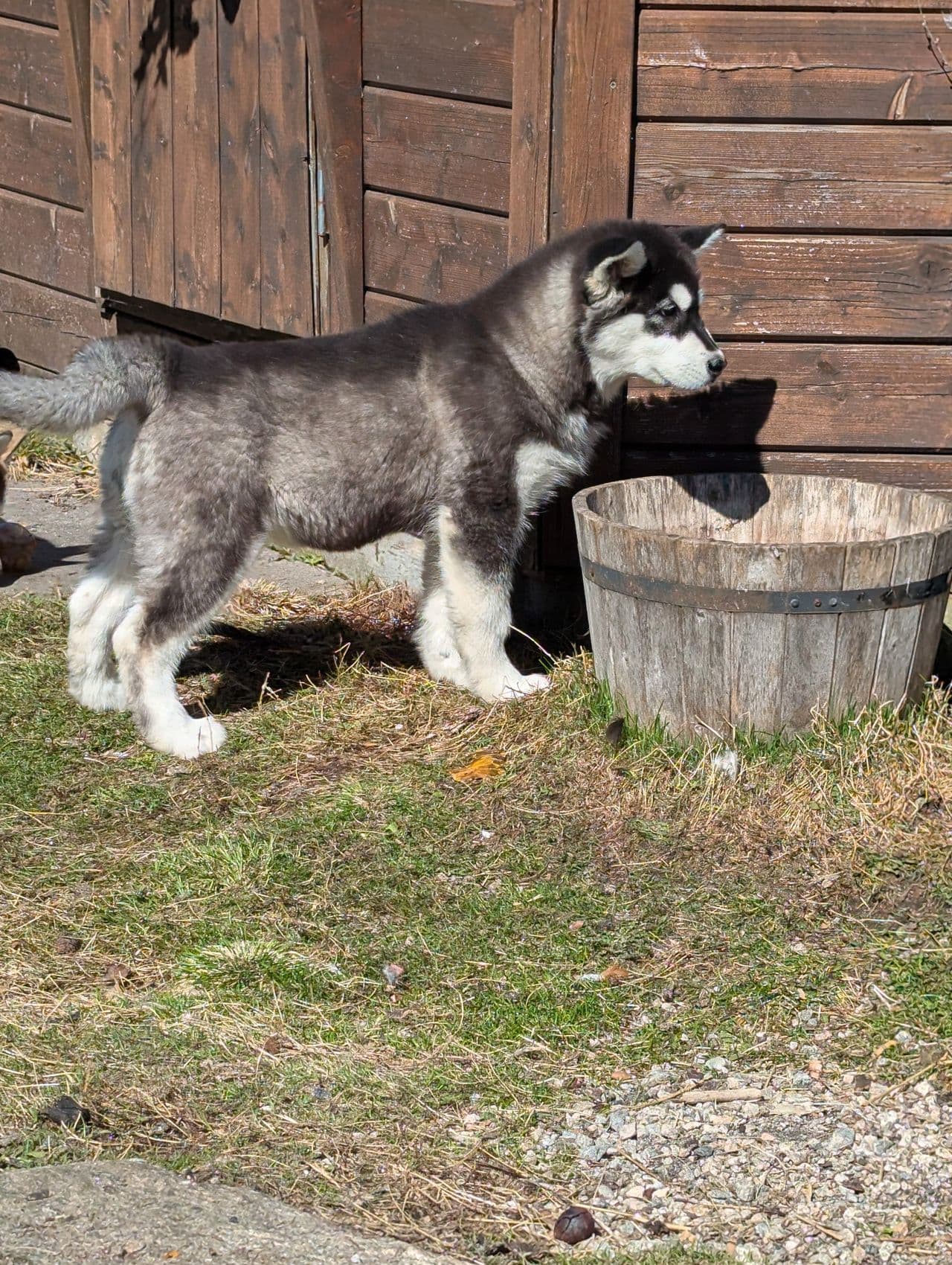 Alaskan malamute, sort tispe