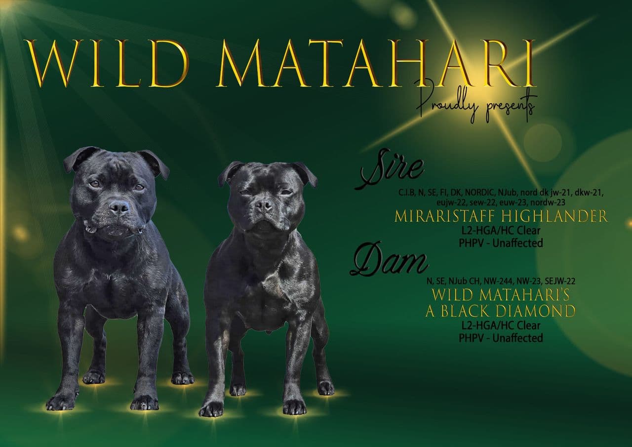Staffordshire Bull Terrier Valper