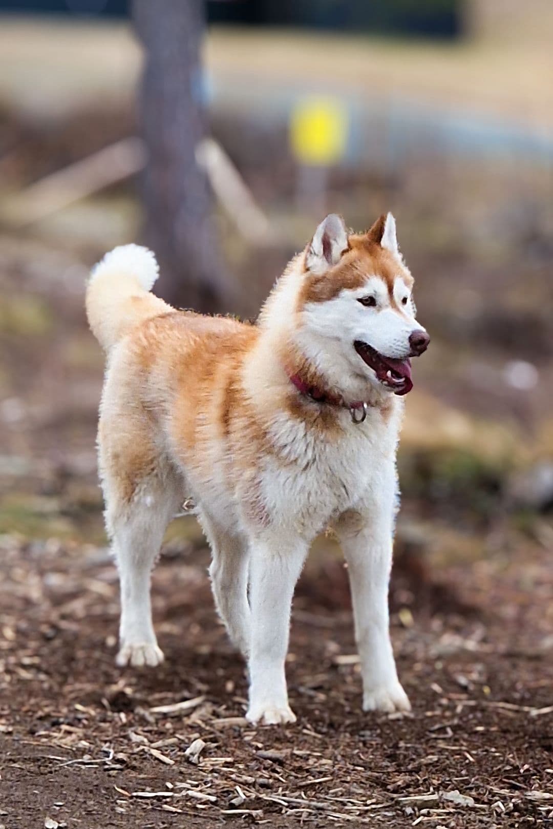 NKK reg Siberian Husky tispe