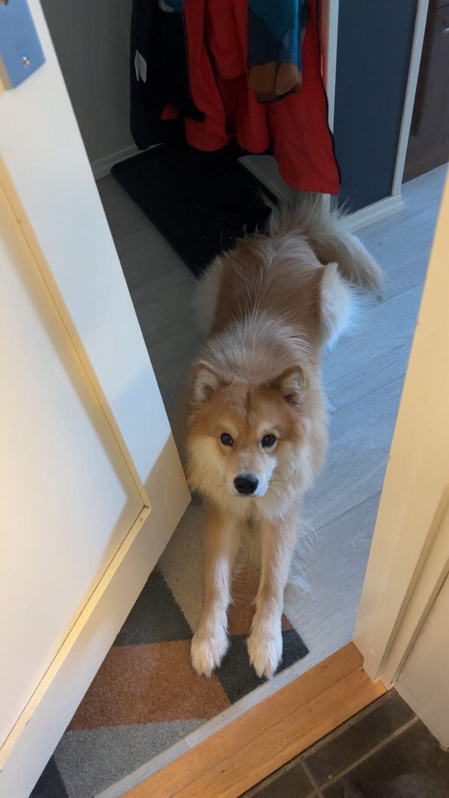 Omplassering vurderes - Finsk lapphund