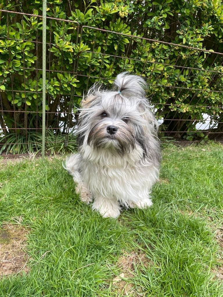 Ung løwchen hannhund til salgs