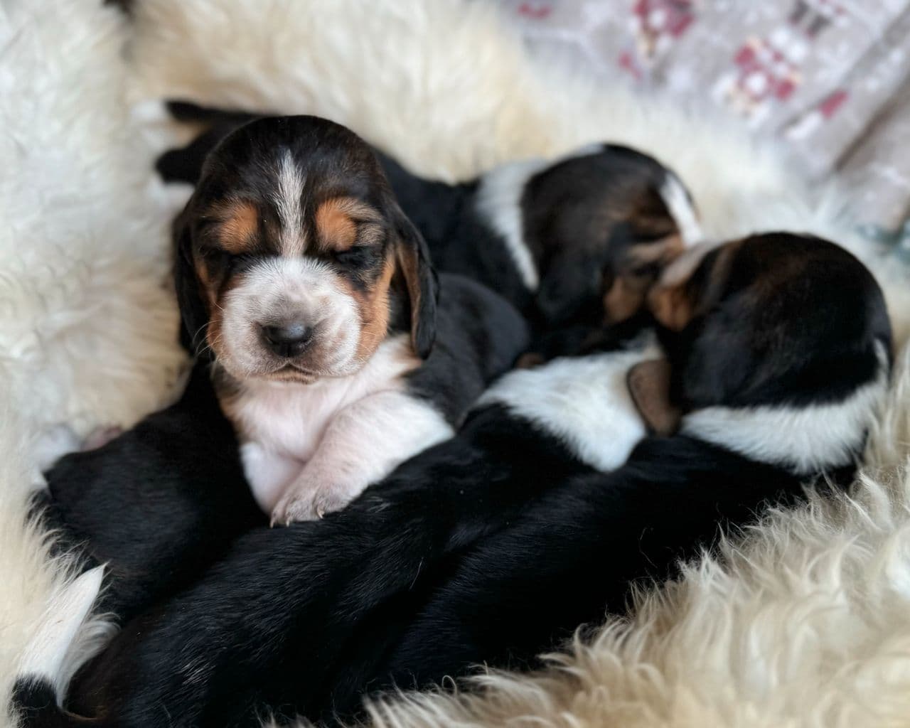 Basset Hound valper!