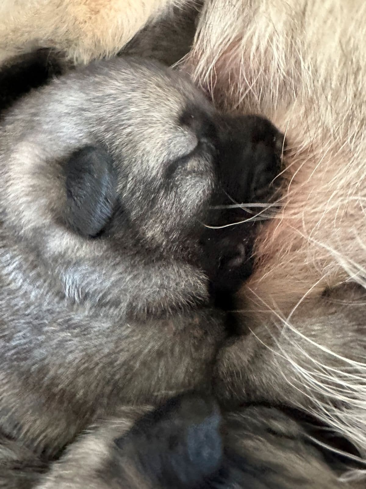 Norsk elghund grå valper kom til verden 27.juni.2025🐾
