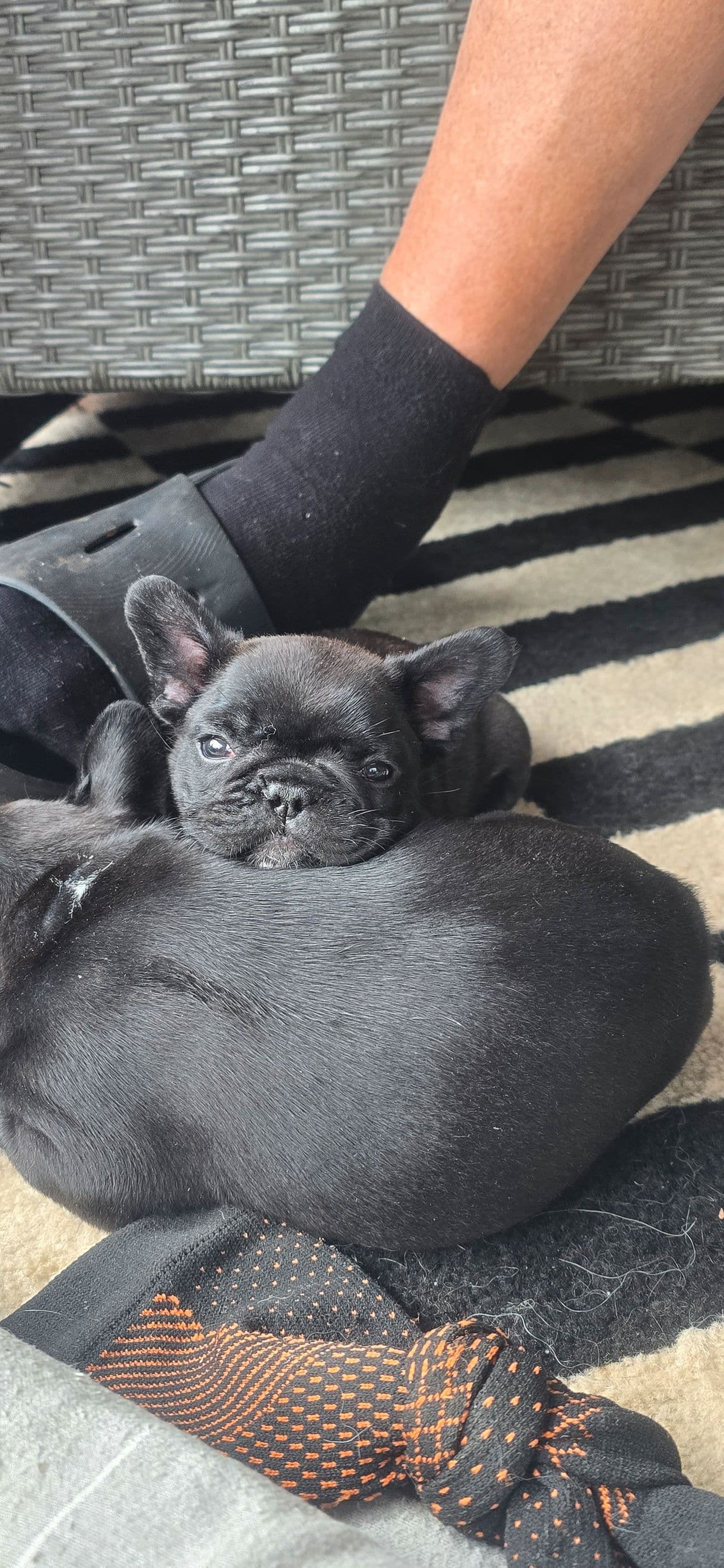 Fransk bulldog tispevalper