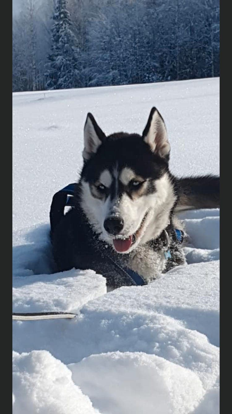Siberian husky - 6 år