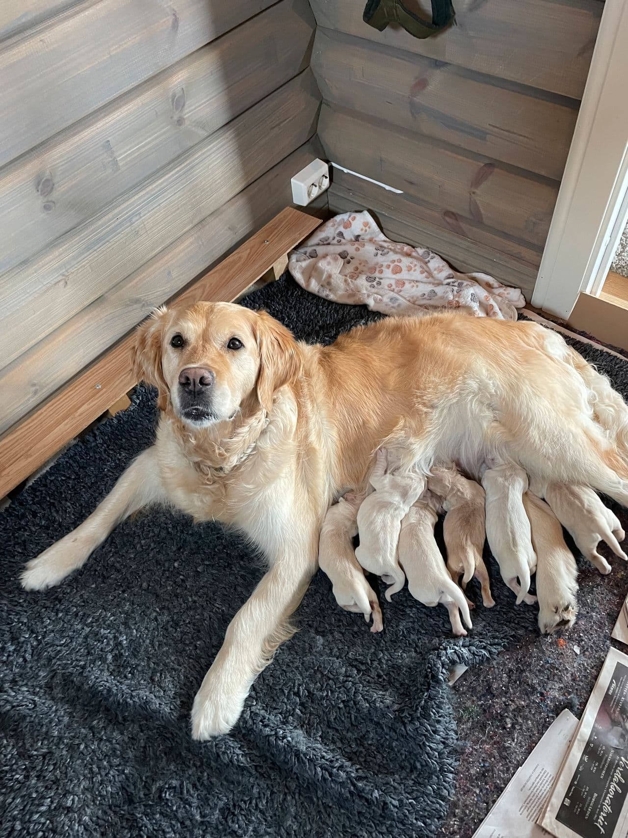 Golden retriver valper. Alle er reserverte
