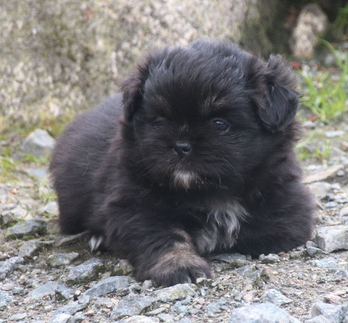 Tibetansk Spaniel valper tils.