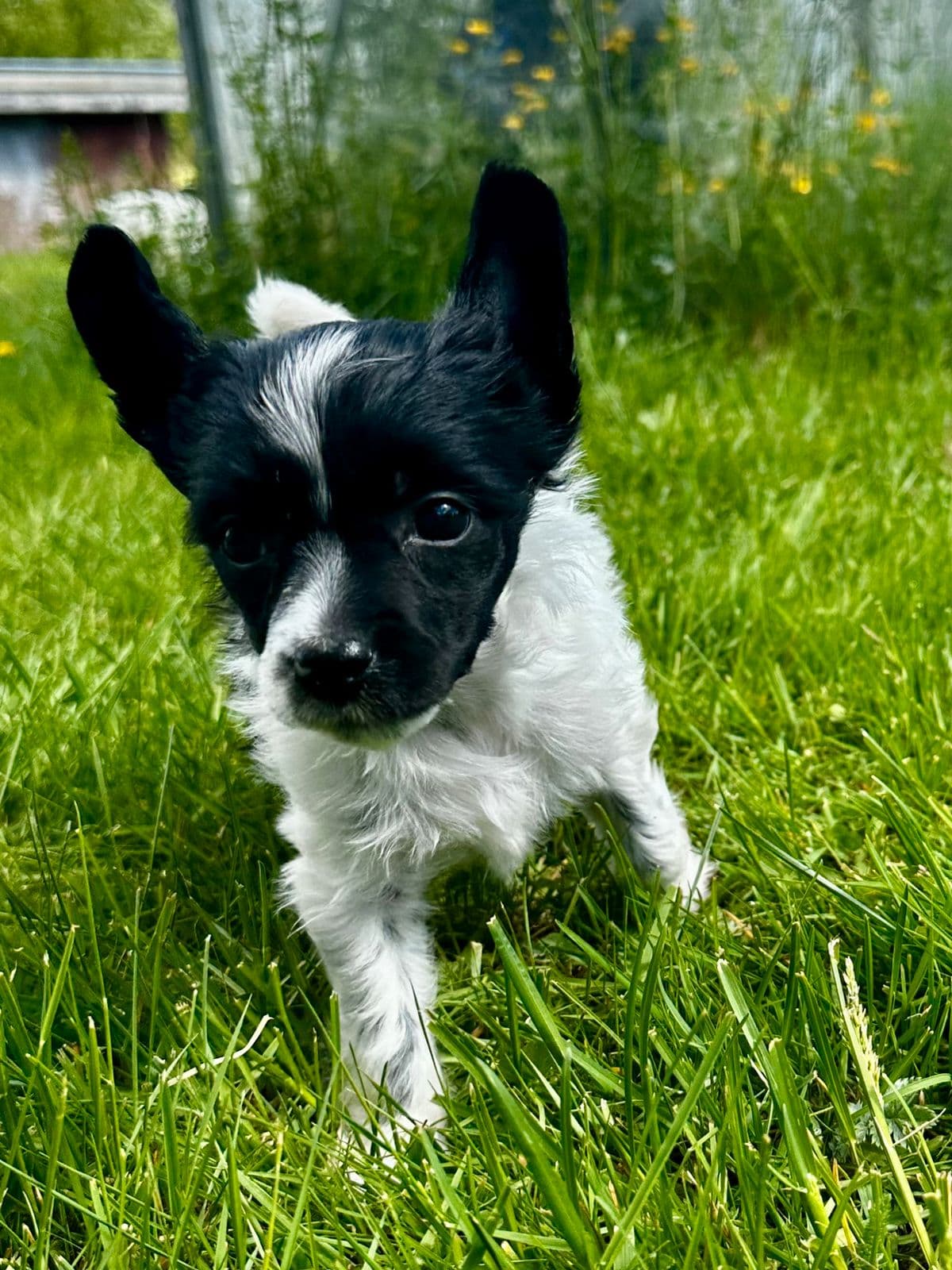 Chinese Crested Powder Puff tispe