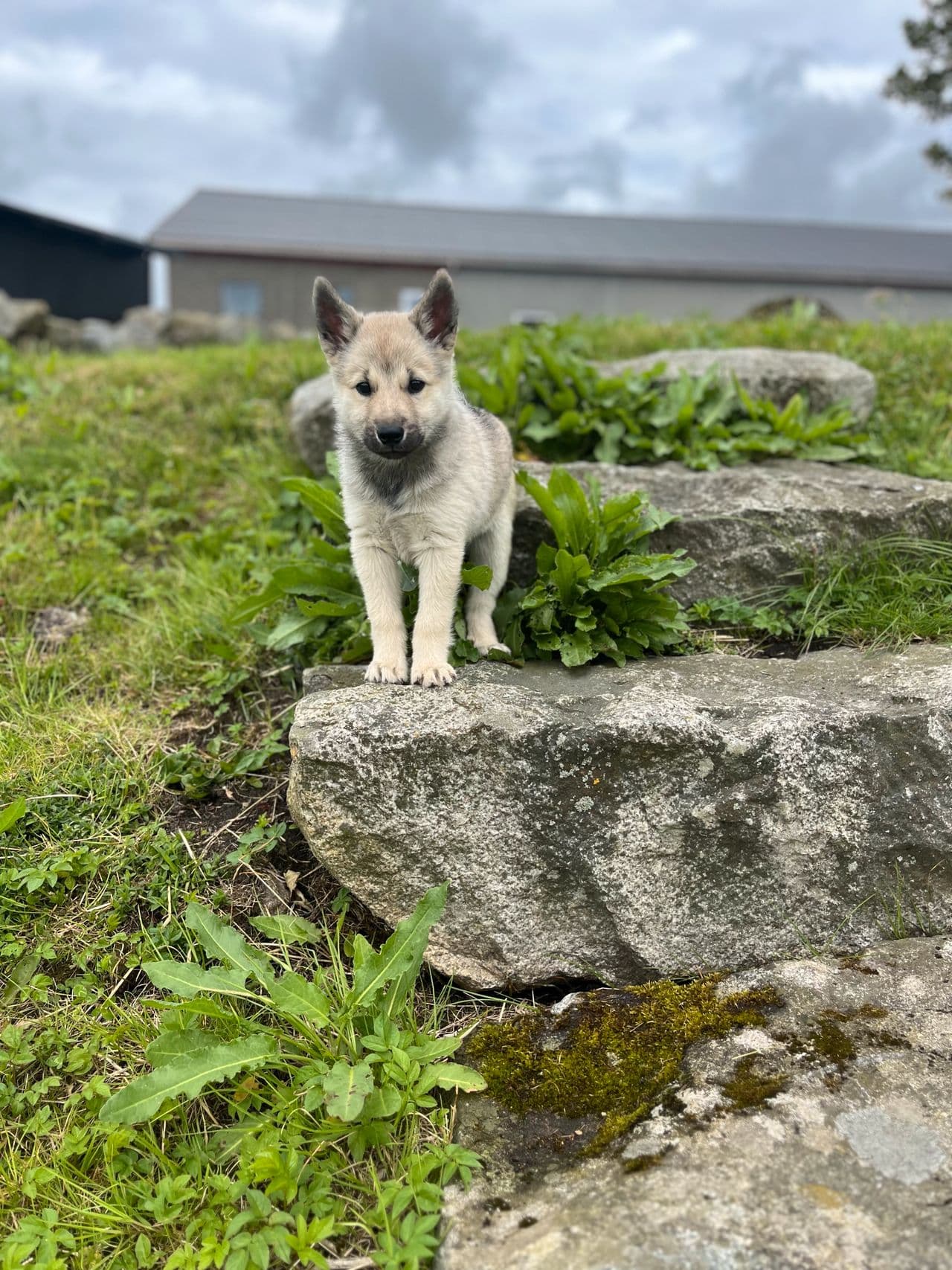 Buhund valper