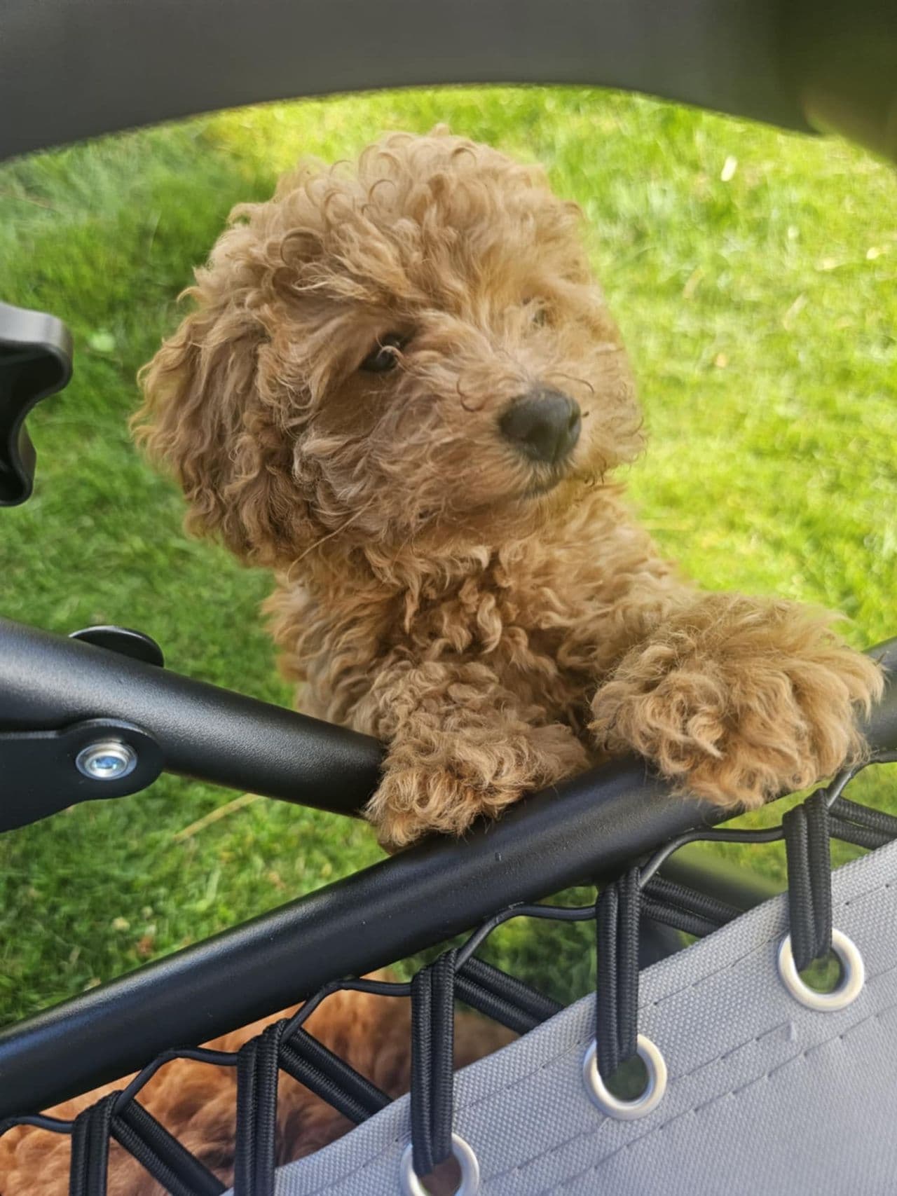 Toy/Dverg puddel