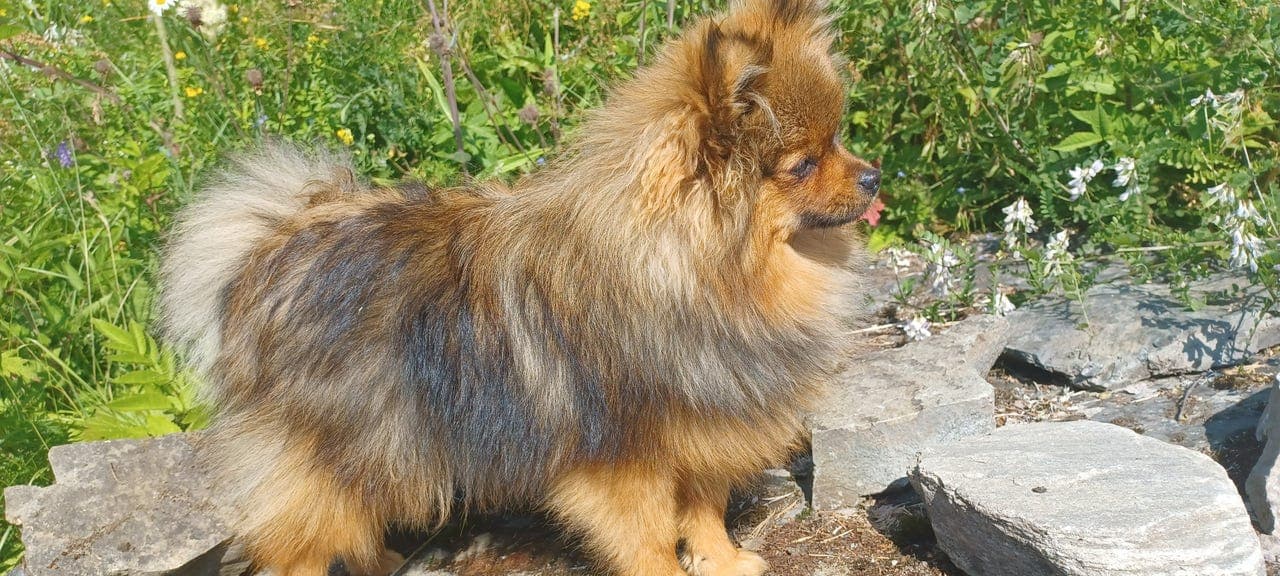 NKK reg .Pomeranian Gutt Malvin