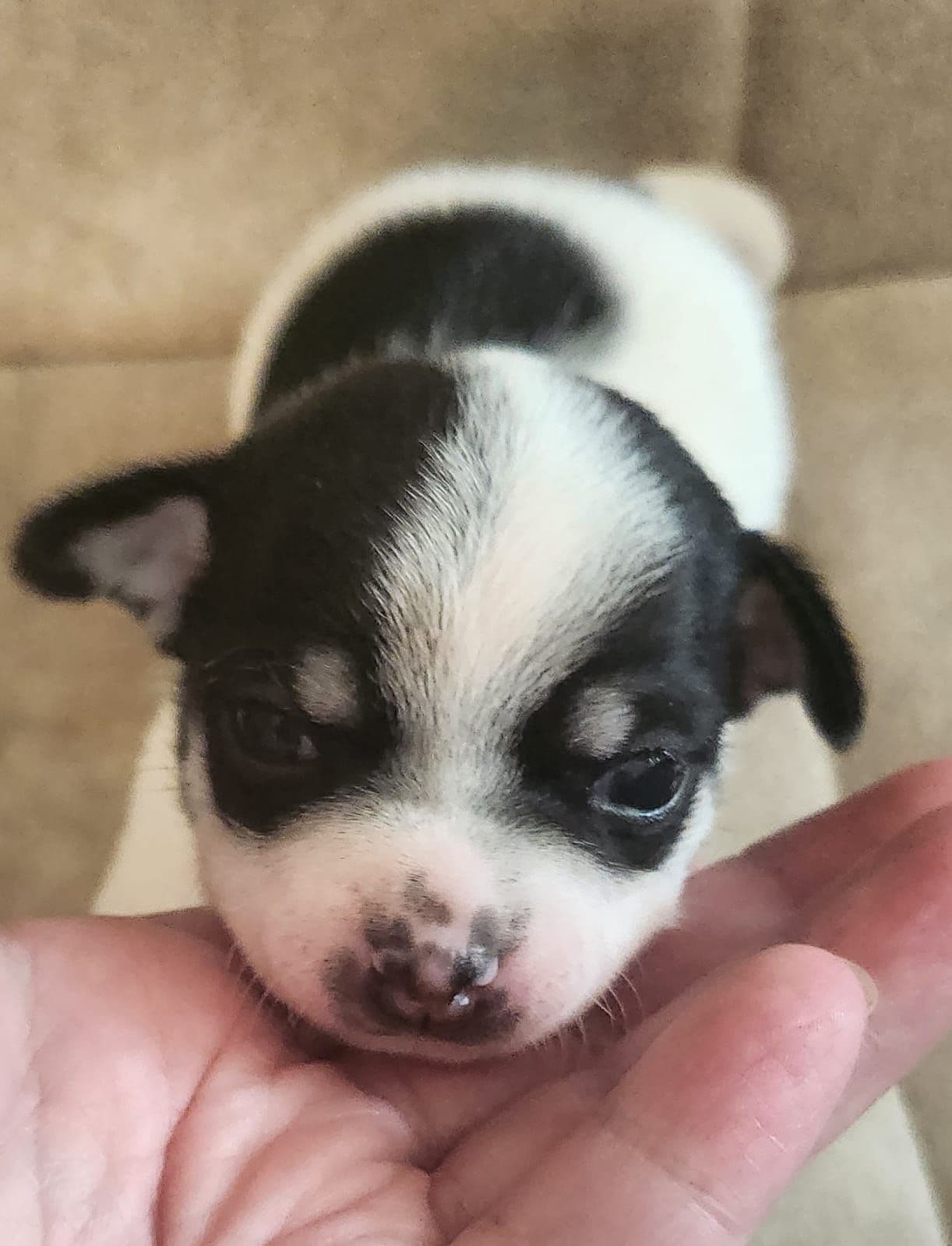 Chihuahua valper