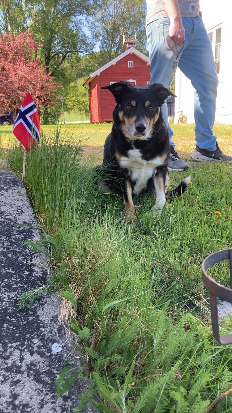 Bordercollie venter valper!
