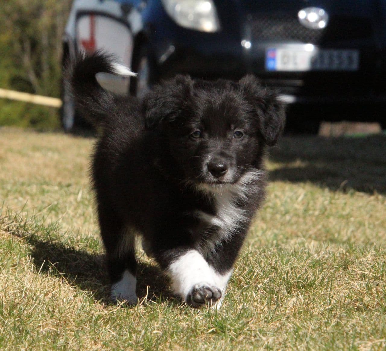 NKK registrert Border Collie hannvalp.