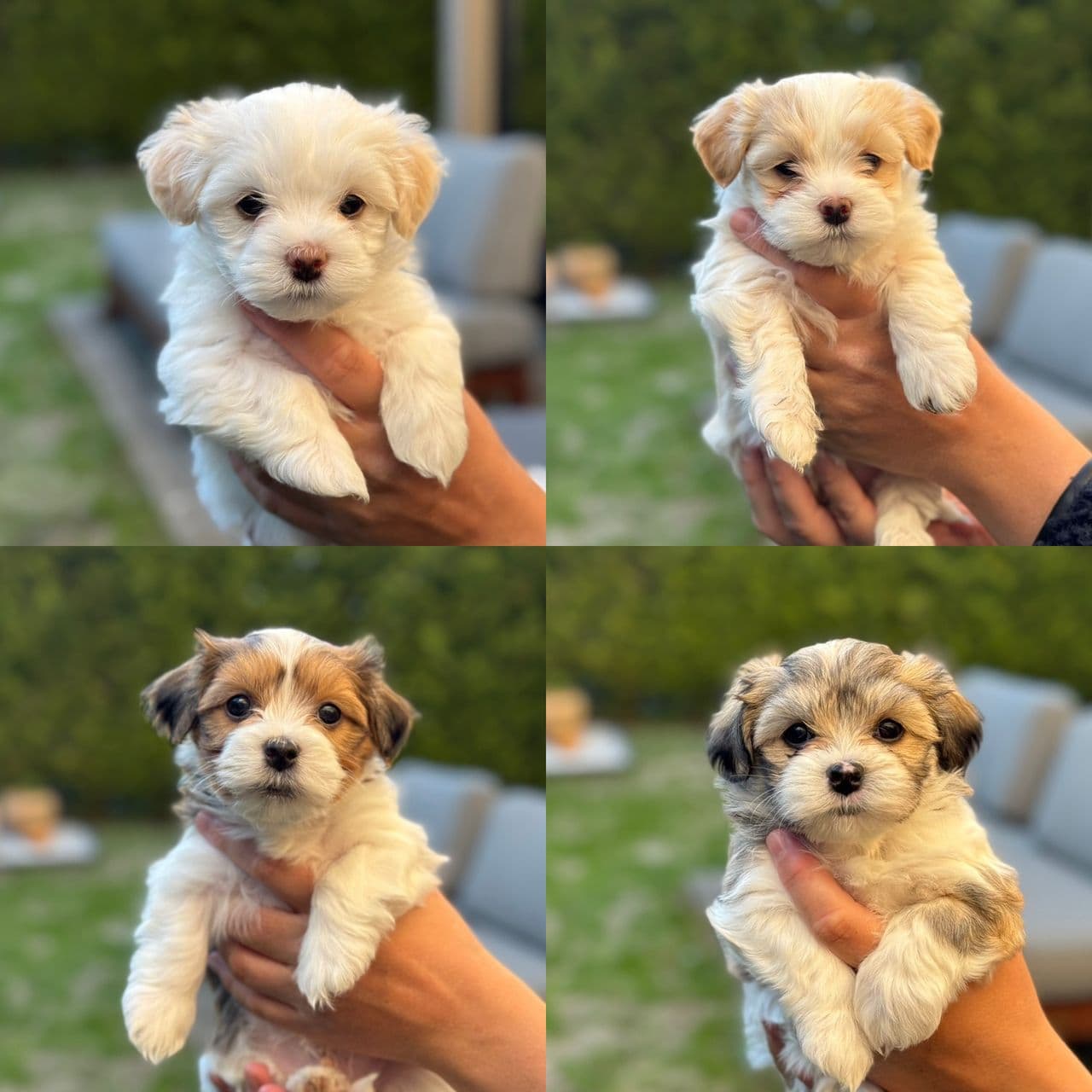Renraset Bichon Havanais valper til salgs