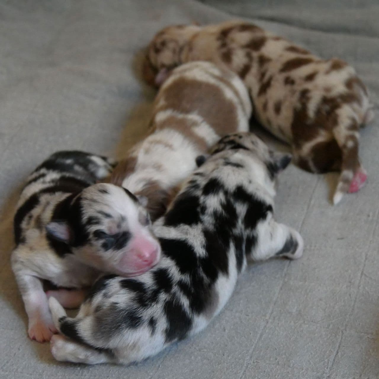 Australian Shepherd Valper