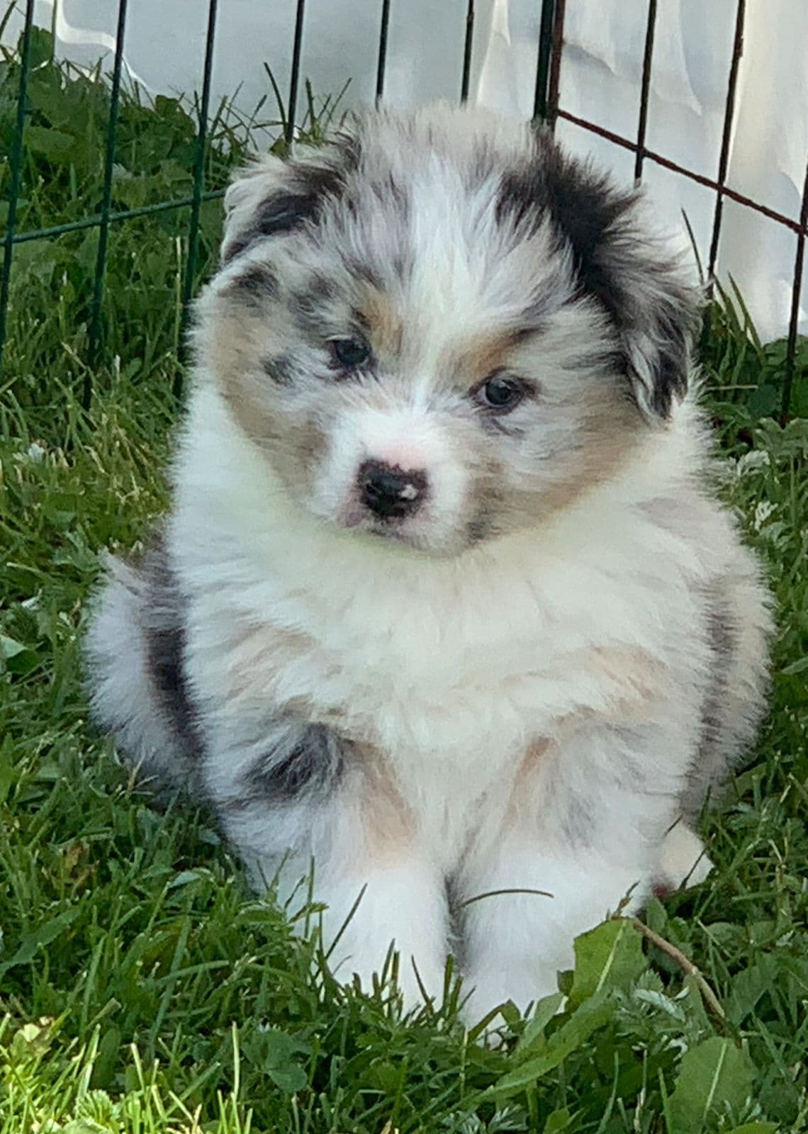 Australian Shepherd valp ❤️
