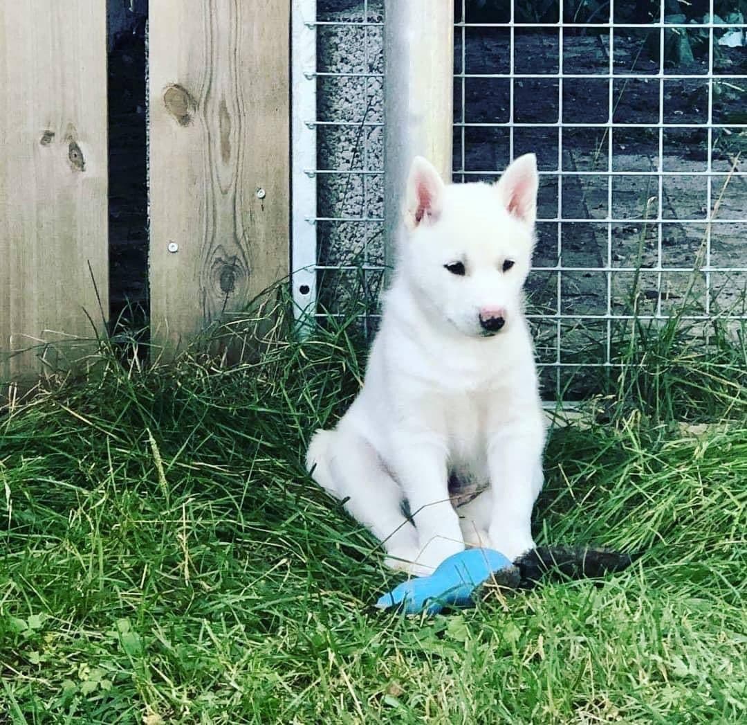 Registrerte siberian husky valper av høy kvalitet