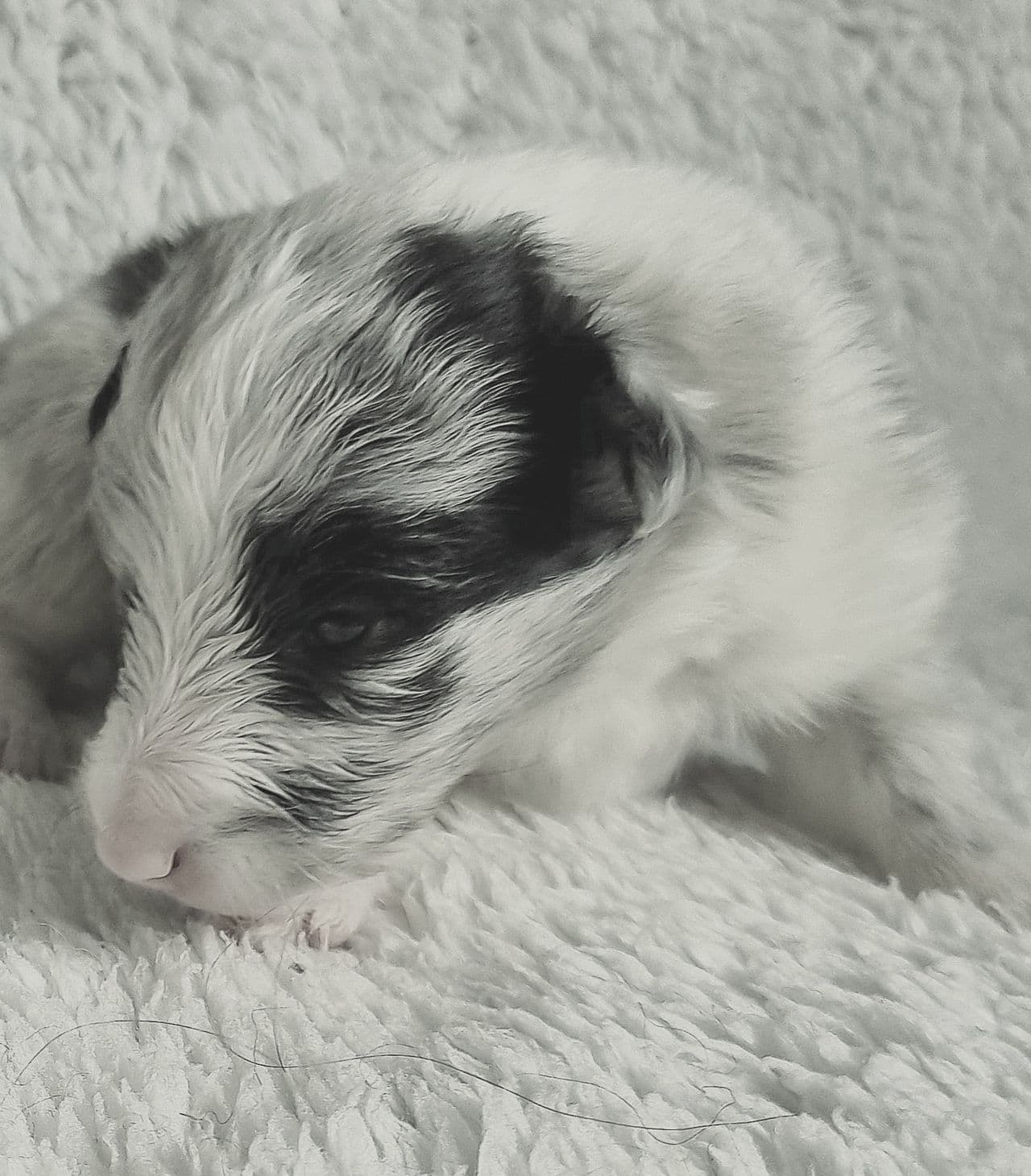 Shetland sheepdog valper