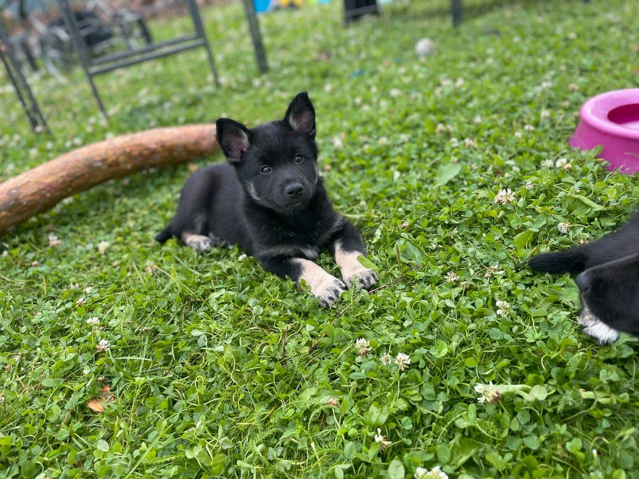Lapsk Vallhund hannvalp
