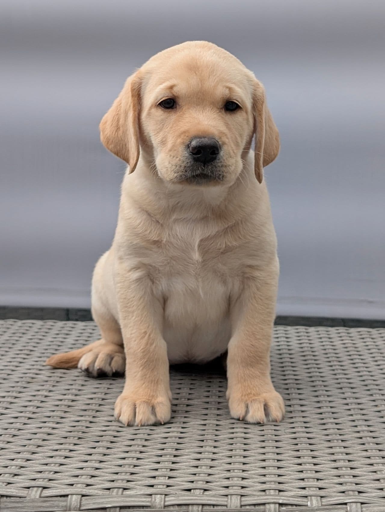 Nydelig Gul Labrador Tispe tilsalgs
