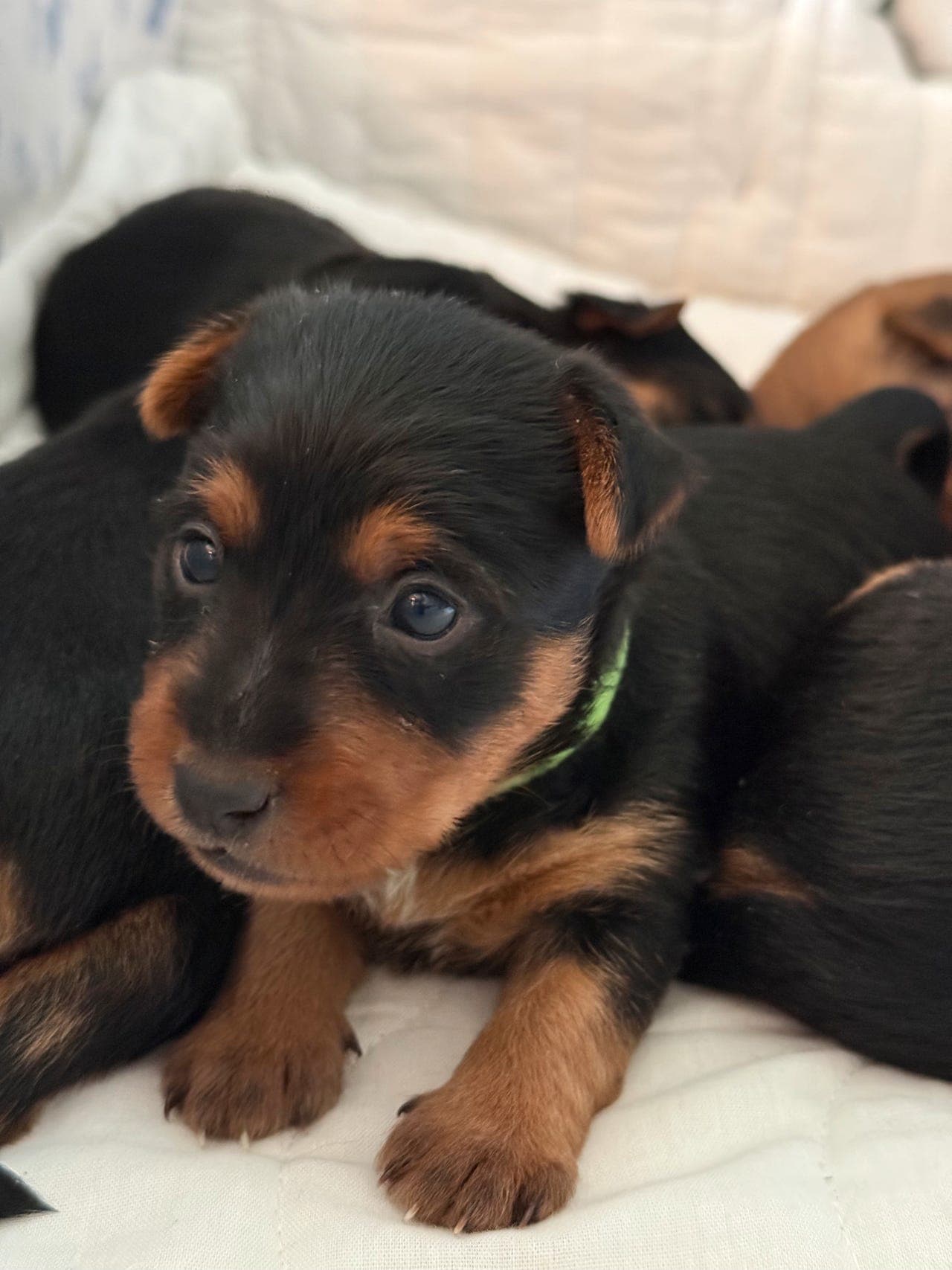 Australsk terrier: fire hannhunder søker gode hjem