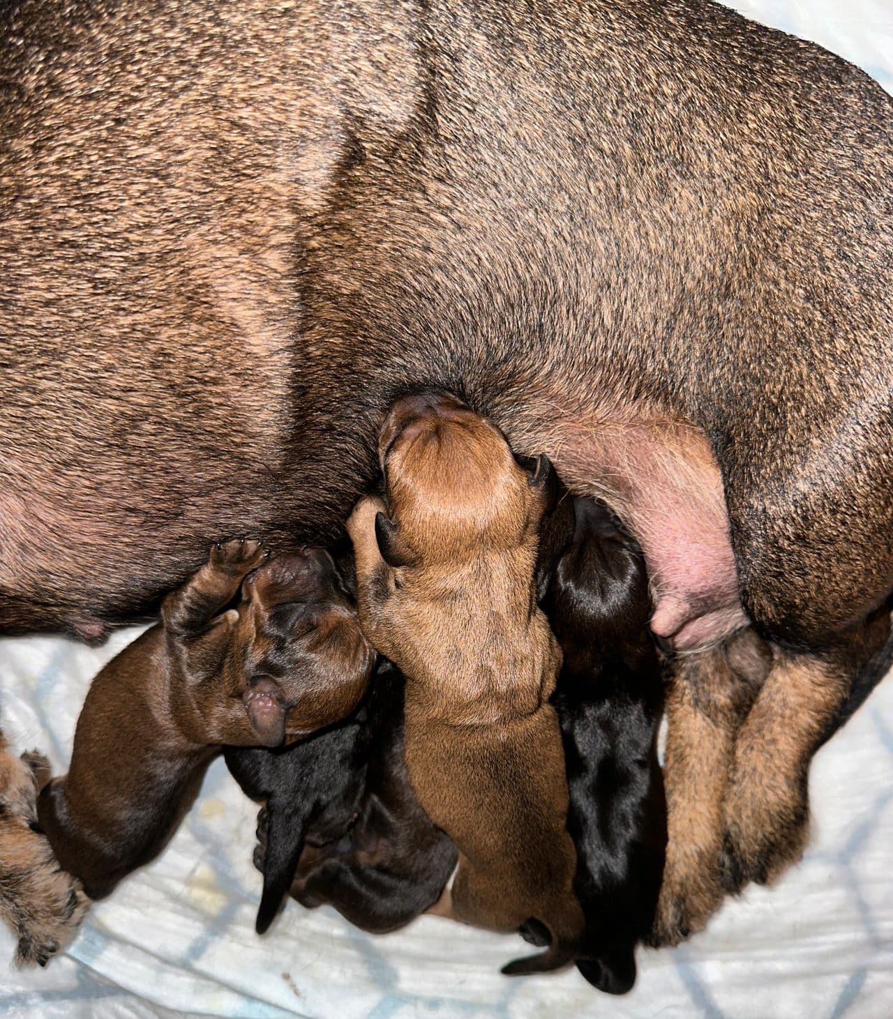 Strihårede dachs valper selges