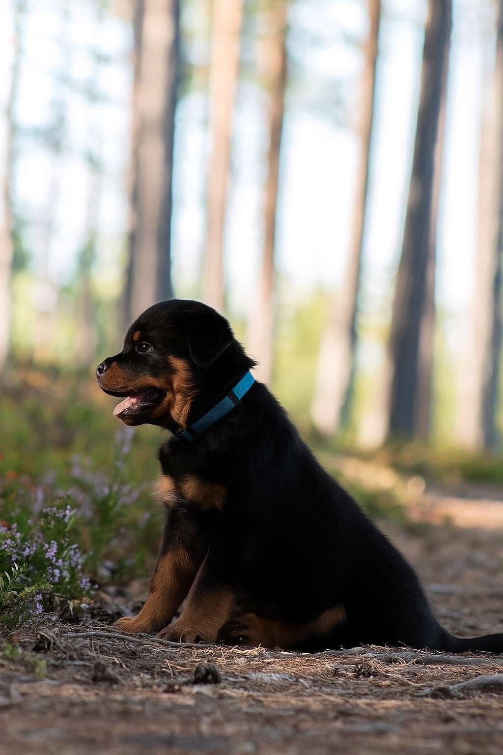 Herlige rottweiler valper