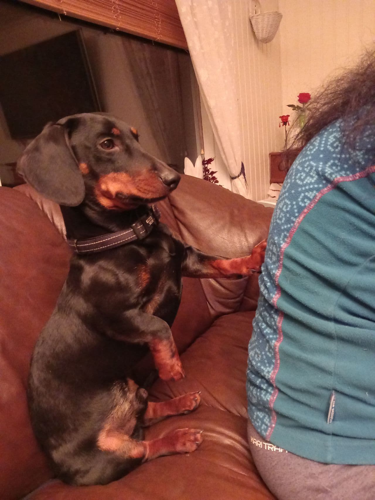 Ekstremt kjærlig hund søker nytt hjem