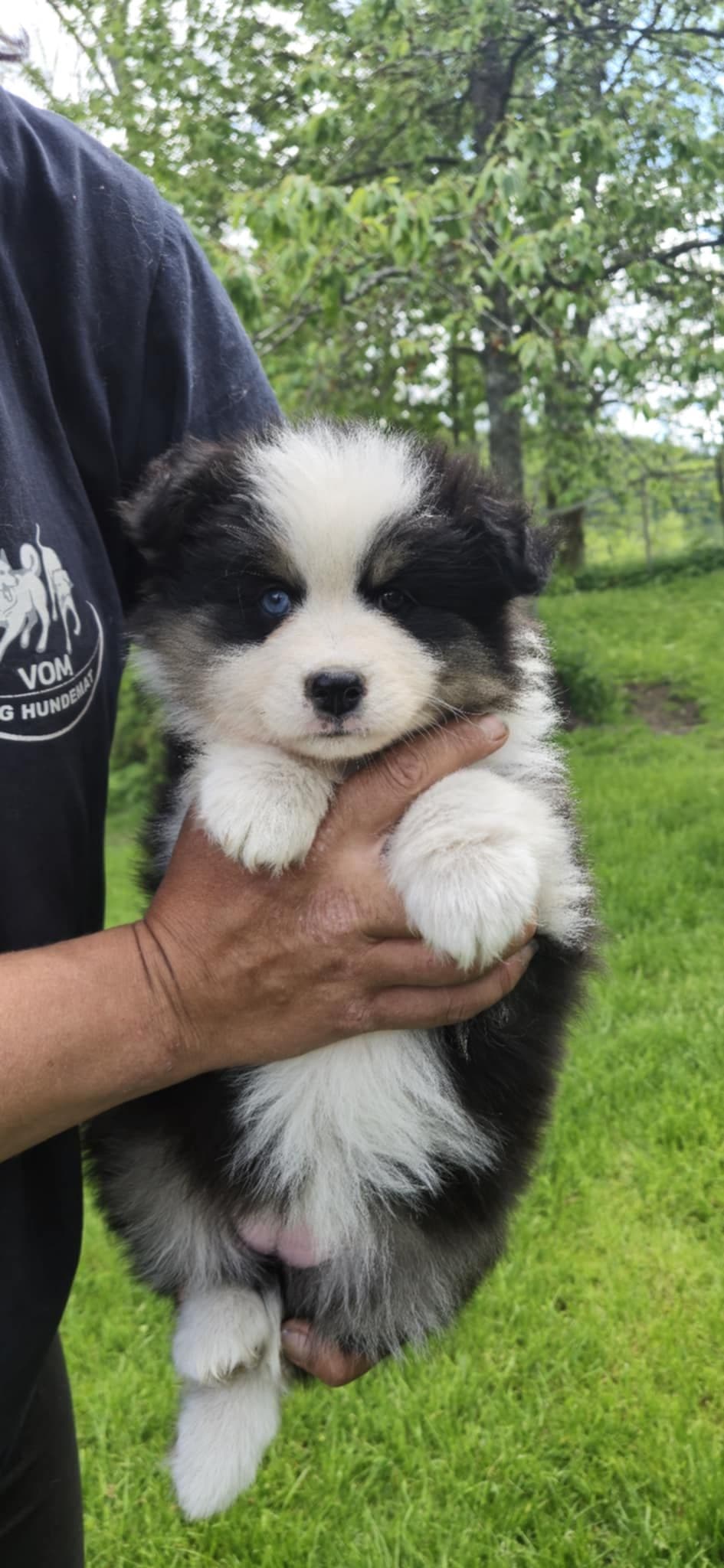 Finsk lapphund valper