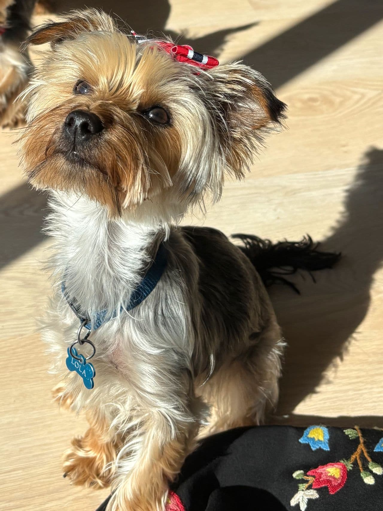 Yorkshire Terrier tispe på et år, ønsker et trygt hjem