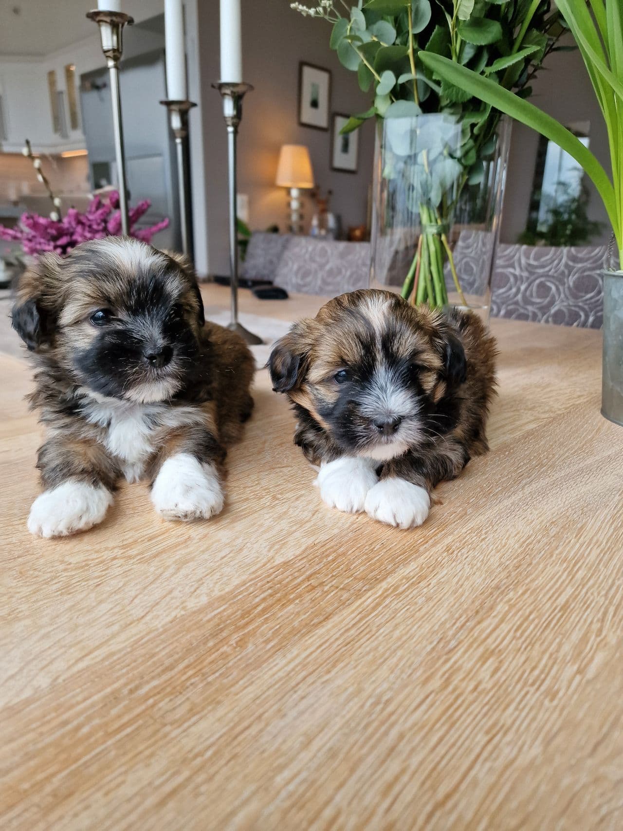 2 skjønne Bichon havanais tispevalper til salgs🐶❤️