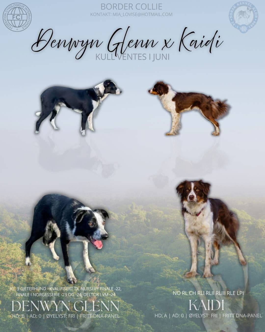 Border Collie-valper av meget god avstamning selges