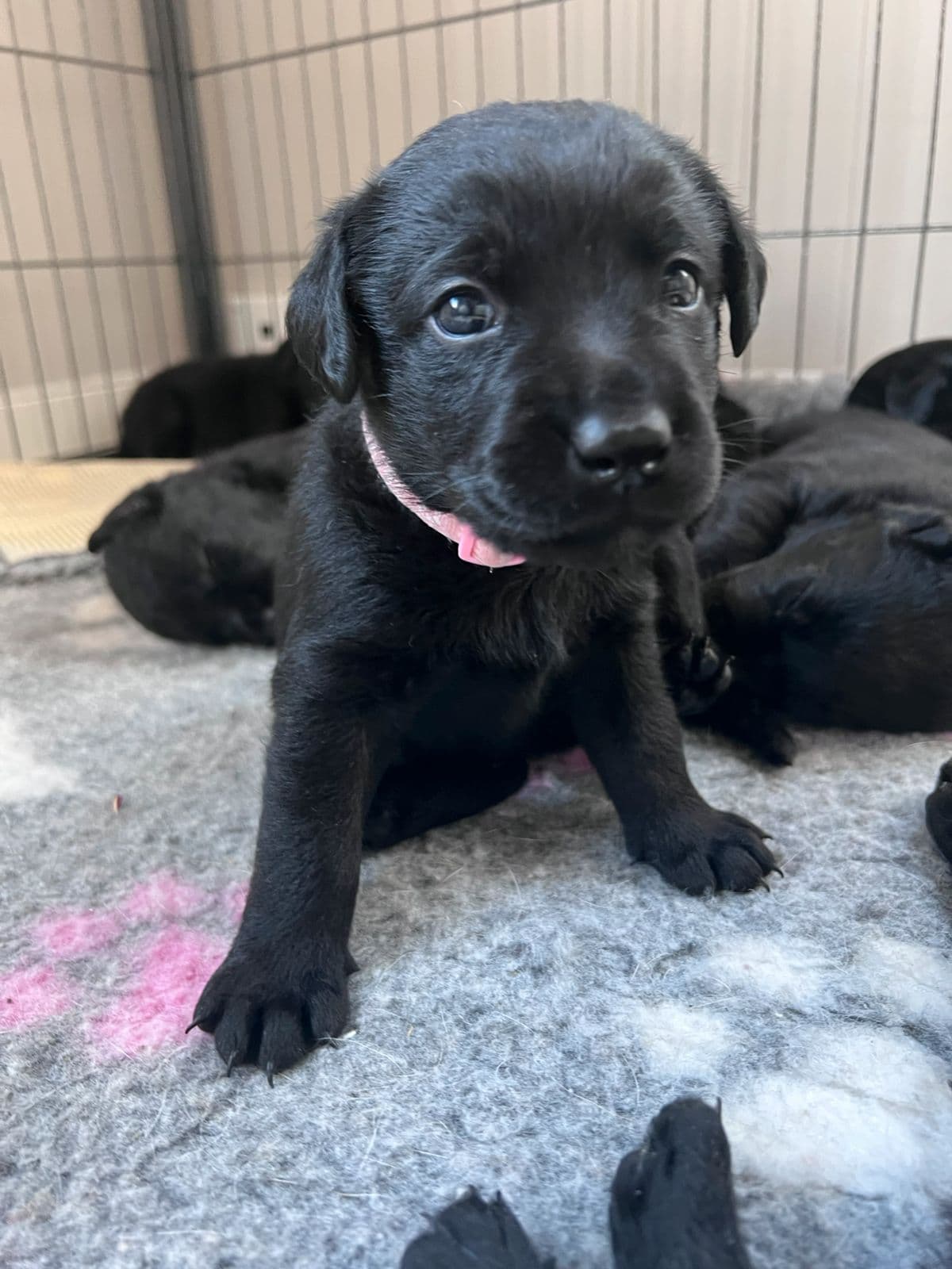 NKK reg. Labradorvalper
