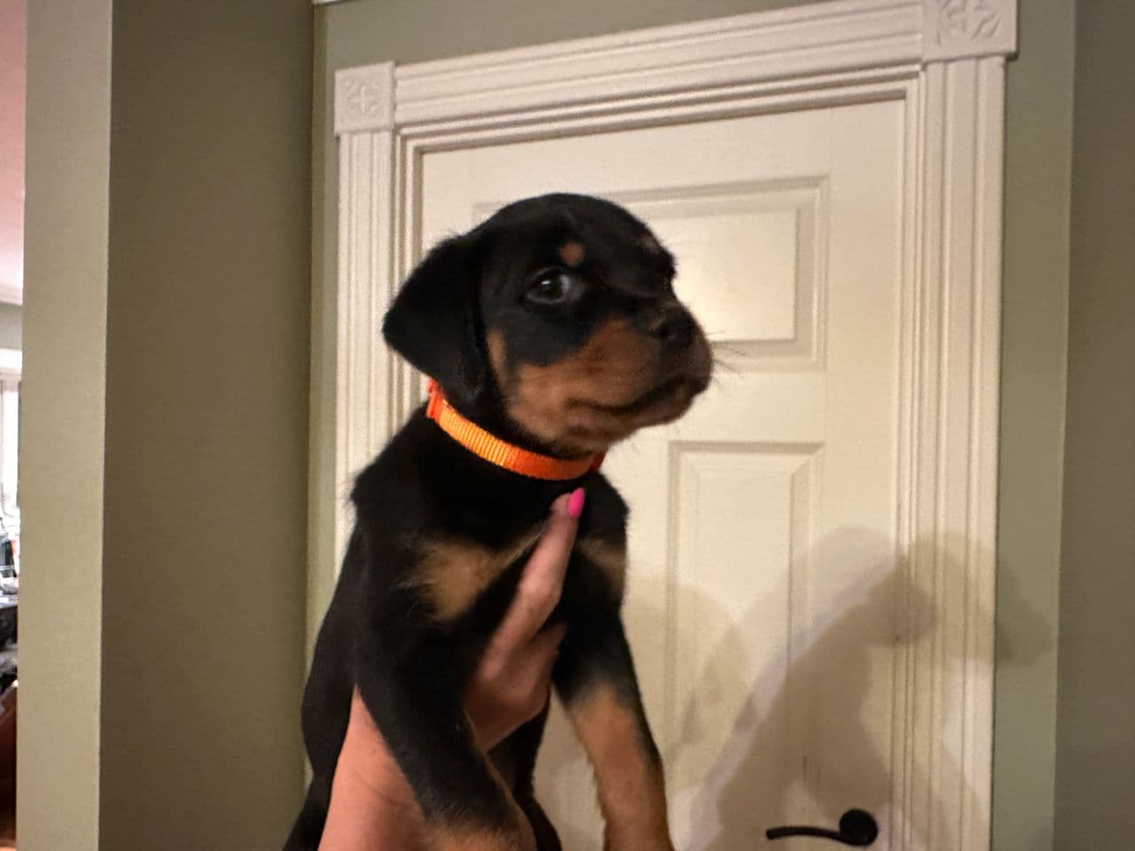 Rottweiler valper selges. 2 Tisper og en hanne