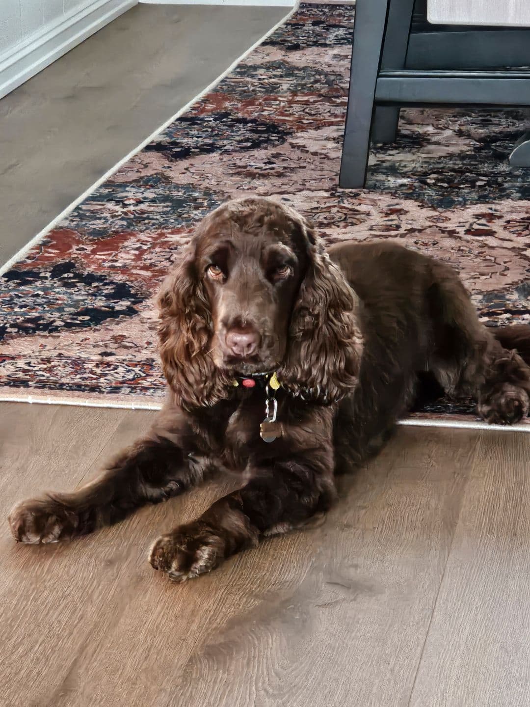 Cocker spaniel valper