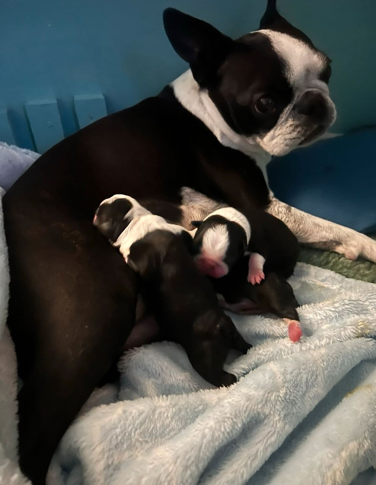 Boston Terrier valp 6 uker.