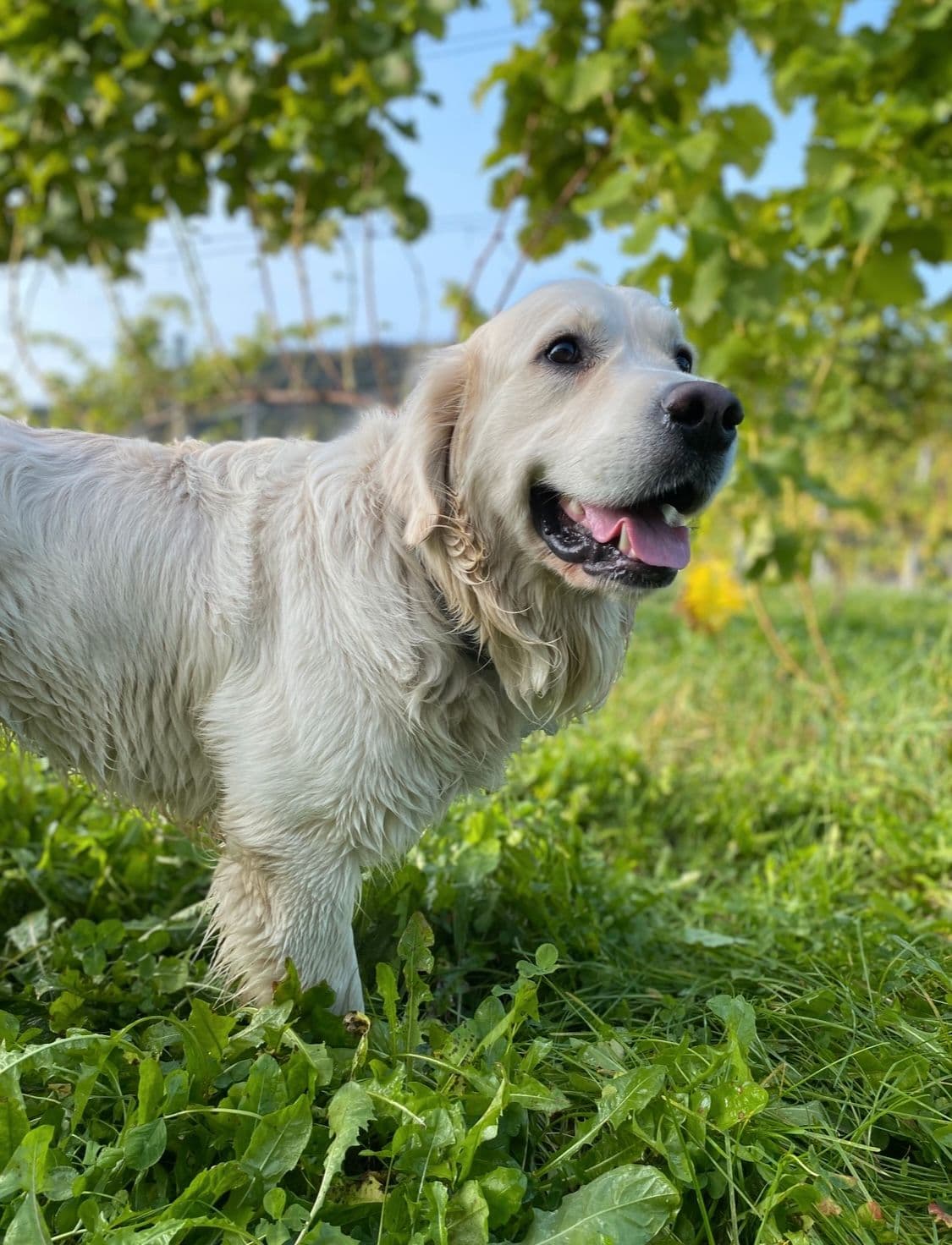 3 år gamle Golden retriever søker nytt hjem
