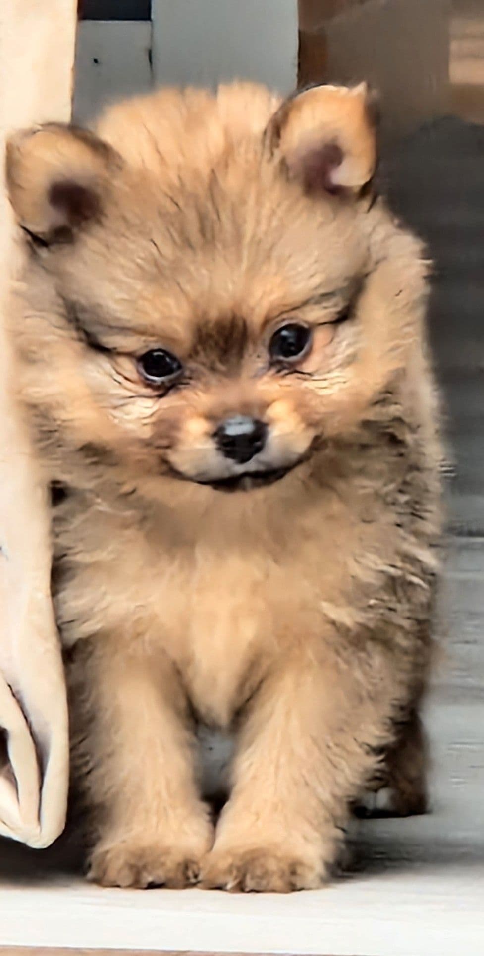 Pomeranian gutt m/ stamtavle selges